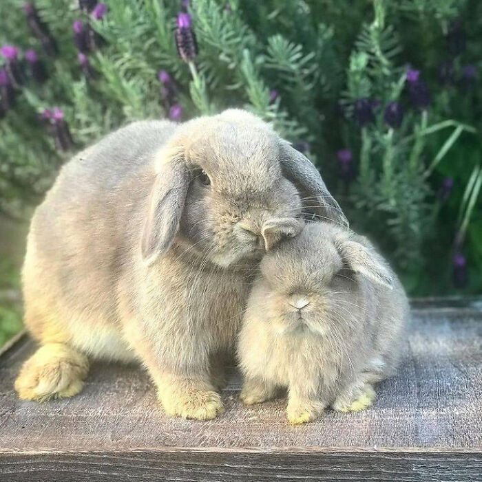 107 Wholesome Animal Photos That Might Restore Your Faith In The Internet 107 Wholesome Animal Photos That Might Restore Your Faith In The Internet