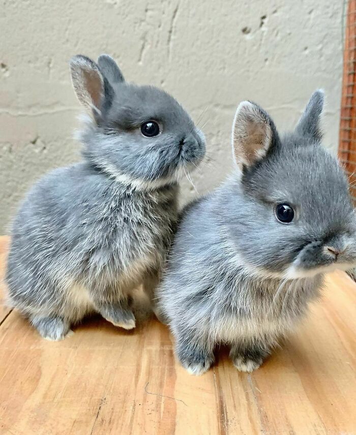 107 Wholesome Animal Photos That Might Restore Your Faith In The Internet 107 Wholesome Animal Photos That Might Restore Your Faith In The Internet