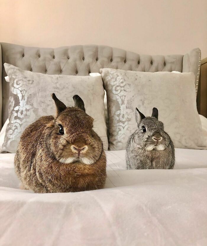 107 Wholesome Animal Photos That Might Restore Your Faith In The Internet 107 Wholesome Animal Photos That Might Restore Your Faith In The Internet