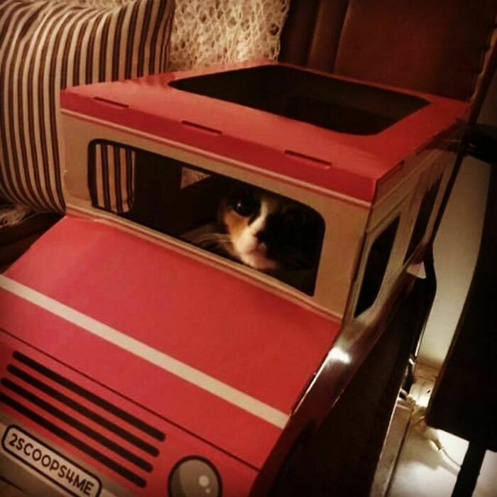 107 Wholesome Animal Photos That Might Restore Your Faith In The Internet 107 Wholesome Animal Photos That Might Restore Your Faith In The Internet