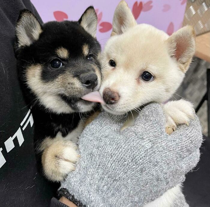 107 Wholesome Animal Photos That Might Restore Your Faith In The Internet 107 Wholesome Animal Photos That Might Restore Your Faith In The Internet