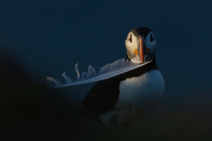 22 Best Photos From The Canadian Wildlife Photography Of The Year Competition