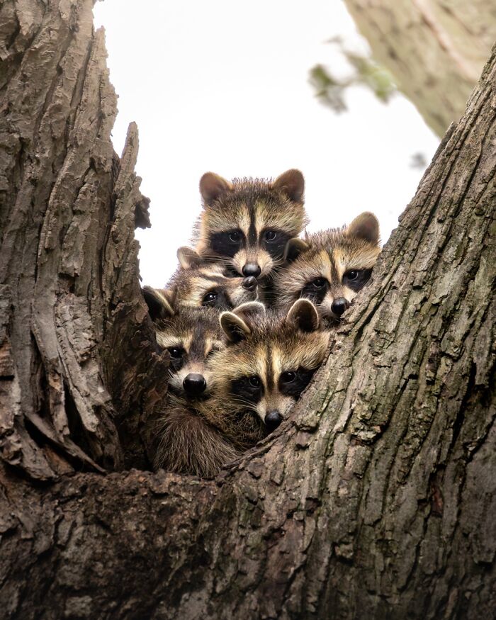 22 Best Photos From The Canadian Wildlife Photography Of The Year Competition