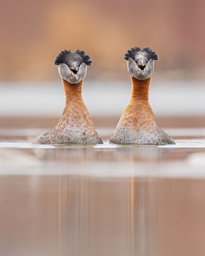 22 Best Photos From The Canadian Wildlife Photography Of The Year Competition