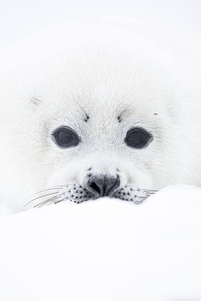 22 Best Photos From The Canadian Wildlife Photography Of The Year Competition