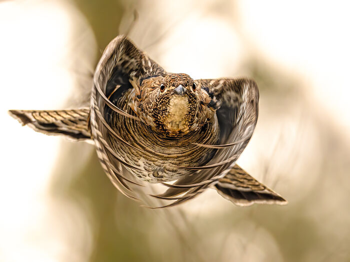 22 Best Photos From The Canadian Wildlife Photography Of The Year Competition