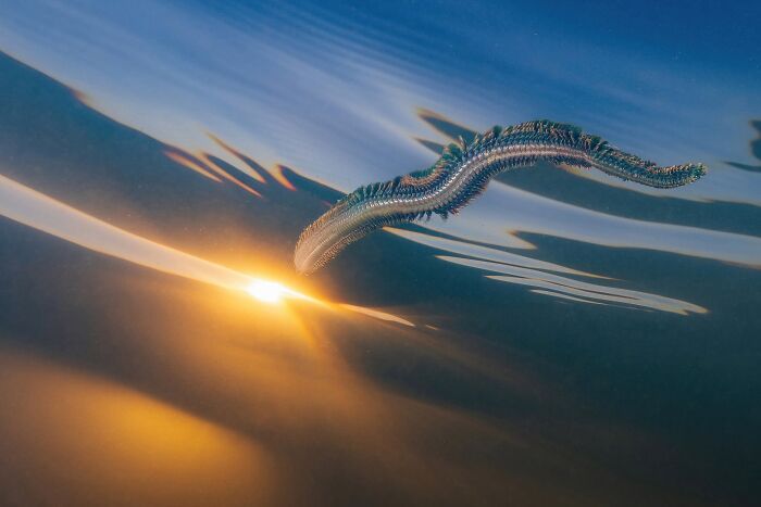 22 Best Photos From The Canadian Wildlife Photography Of The Year Competition