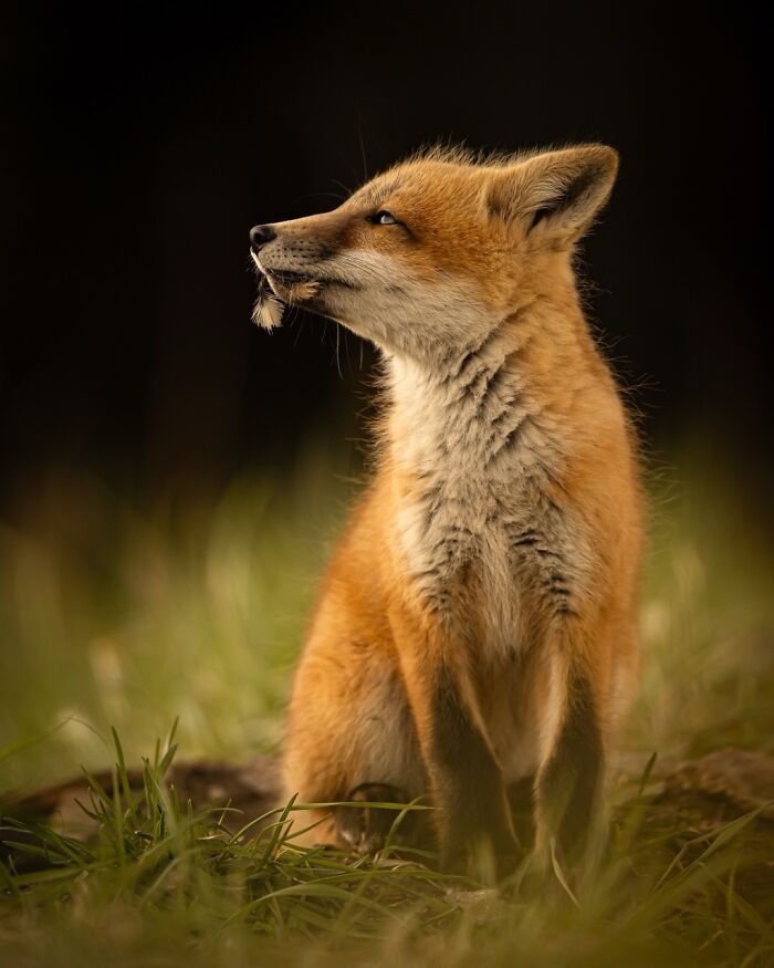 22 Best Photos From The Canadian Wildlife Photography Of The Year Competition