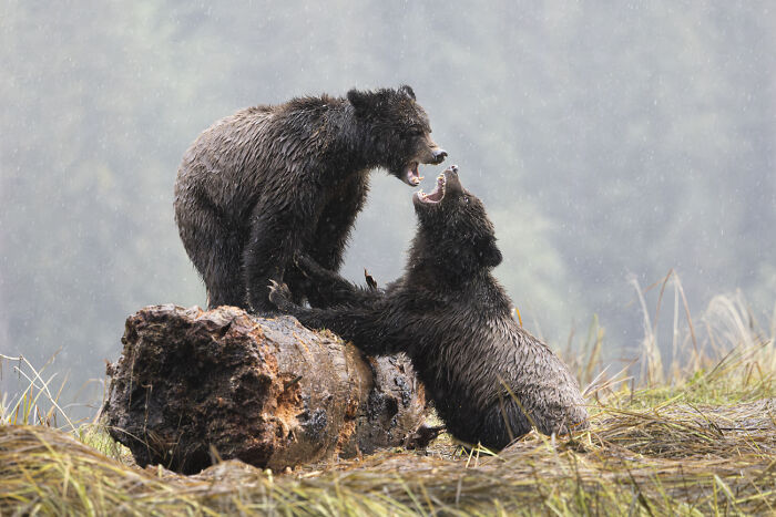 22 Best Photos From The Canadian Wildlife Photography Of The Year Competition