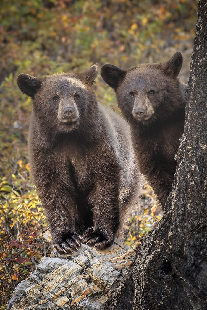 22 Best Photos From The Canadian Wildlife Photography Of The Year Competition