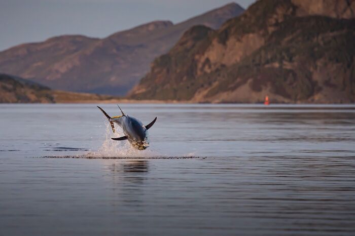 22 Best Photos From The Canadian Wildlife Photography Of The Year Competition