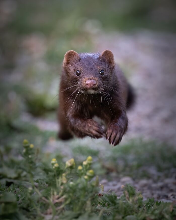 22 Best Photos From The Canadian Wildlife Photography Of The Year Competition