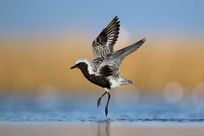 22 Best Photos From The Canadian Wildlife Photography Of The Year Competition