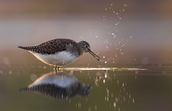 22 Best Photos From The Canadian Wildlife Photography Of The Year Competition
