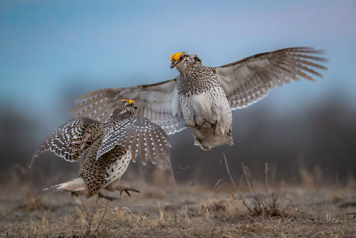 22 Best Photos From The Canadian Wildlife Photography Of The Year Competition