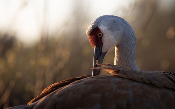22 Best Photos From The Canadian Wildlife Photography Of The Year Competition