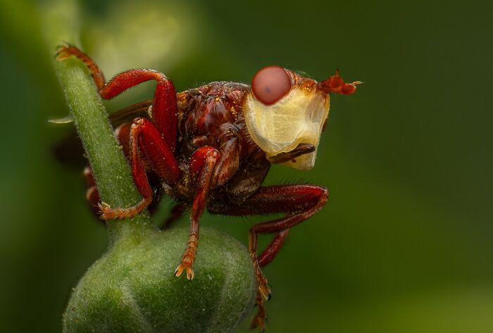 22 Best Photos From The Canadian Wildlife Photography Of The Year Competition