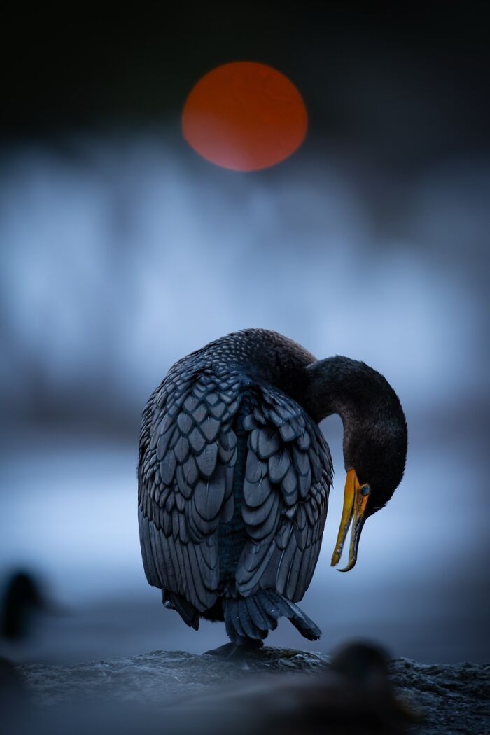 22 Best Photos From The Canadian Wildlife Photography Of The Year Competition