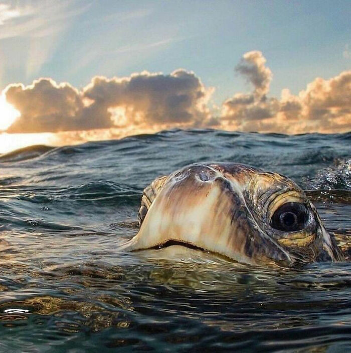106 Awe-Inspiring Photos That Prove Nature Is Freaking Lit (New Pics) 106 Awe-Inspiring Photos That Prove Nature Is Freaking Lit (New Pics)