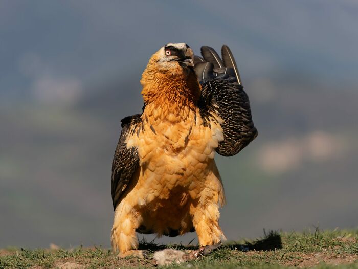 36 Incredible Bird Shots From The 2026 Academy Photo Awards 36 Incredible Bird Shots From The 2026 Academy Photo Awards