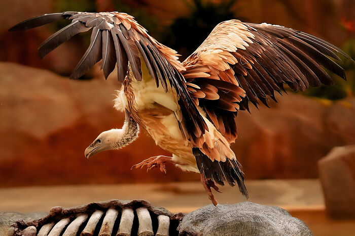 36 Incredible Bird Shots From The 2026 Academy Photo Awards 36 Incredible Bird Shots From The 2026 Academy Photo Awards