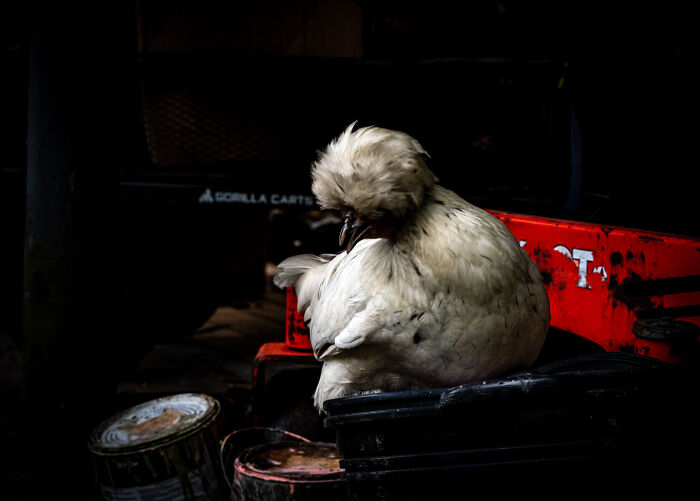 36 Incredible Bird Shots From The 2026 Academy Photo Awards 36 Incredible Bird Shots From The 2026 Academy Photo Awards