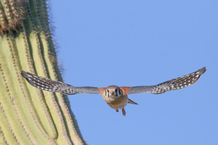 36 Incredible Bird Shots From The 2026 Academy Photo Awards 36 Incredible Bird Shots From The 2026 Academy Photo Awards