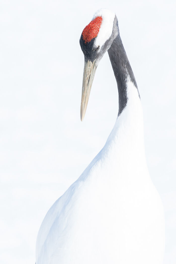 36 Incredible Bird Shots From The 2026 Academy Photo Awards 36 Incredible Bird Shots From The 2026 Academy Photo Awards