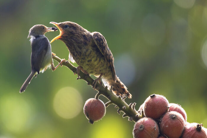 36 Incredible Bird Shots From The 2026 Academy Photo Awards 36 Incredible Bird Shots From The 2026 Academy Photo Awards