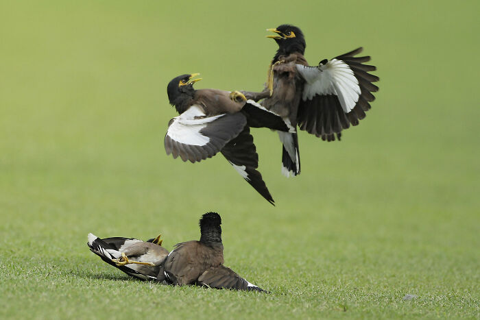 36 Incredible Bird Shots From The 2026 Academy Photo Awards 36 Incredible Bird Shots From The 2026 Academy Photo Awards