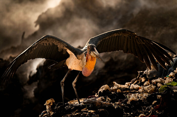 36 Incredible Bird Shots From The 2026 Academy Photo Awards 36 Incredible Bird Shots From The 2026 Academy Photo Awards