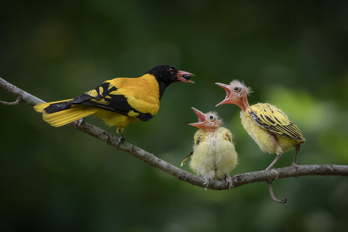 36 Incredible Bird Shots From The 2026 Academy Photo Awards 36 Incredible Bird Shots From The 2026 Academy Photo Awards