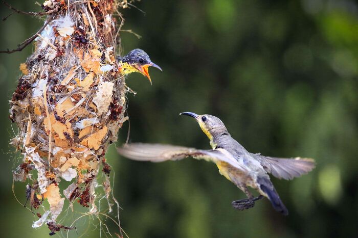 36 Incredible Bird Shots From The 2026 Academy Photo Awards 36 Incredible Bird Shots From The 2026 Academy Photo Awards