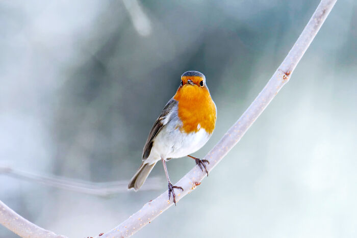 36 Incredible Bird Shots From The 2026 Academy Photo Awards 36 Incredible Bird Shots From The 2026 Academy Photo Awards