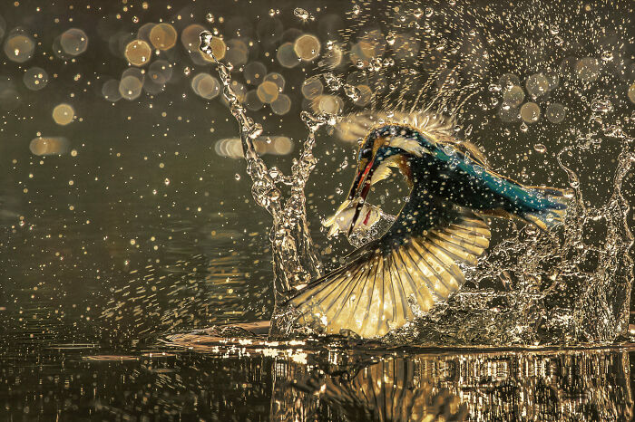 36 Incredible Bird Shots From The 2026 Academy Photo Awards 36 Incredible Bird Shots From The 2026 Academy Photo Awards