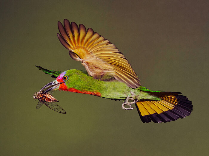 36 Incredible Bird Shots From The 2026 Academy Photo Awards 36 Incredible Bird Shots From The 2026 Academy Photo Awards