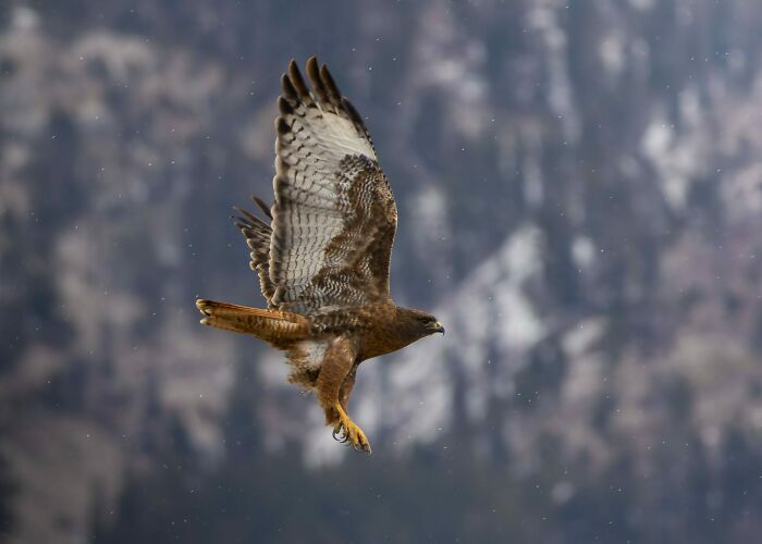 36 Incredible Bird Shots From The 2026 Academy Photo Awards 36 Incredible Bird Shots From The 2026 Academy Photo Awards
