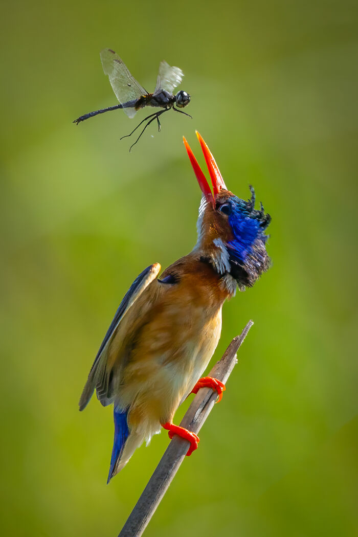 36 Incredible Bird Shots From The 2026 Academy Photo Awards 36 Incredible Bird Shots From The 2026 Academy Photo Awards