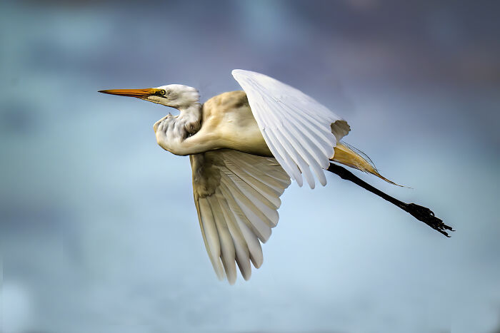 36 Incredible Bird Shots From The 2026 Academy Photo Awards 36 Incredible Bird Shots From The 2026 Academy Photo Awards