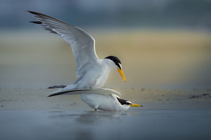 36 Incredible Bird Shots From The 2026 Academy Photo Awards 36 Incredible Bird Shots From The 2026 Academy Photo Awards