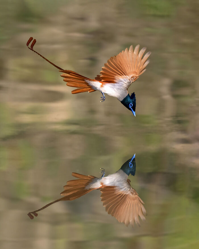 36 Incredible Bird Shots From The 2026 Academy Photo Awards 36 Incredible Bird Shots From The 2026 Academy Photo Awards