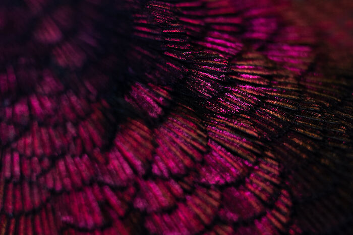 36 Incredible Bird Shots From The 2026 Academy Photo Awards 36 Incredible Bird Shots From The 2026 Academy Photo Awards