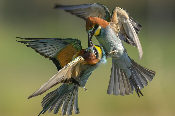 36 Incredible Bird Shots From The 2026 Academy Photo Awards 36 Incredible Bird Shots From The 2026 Academy Photo Awards