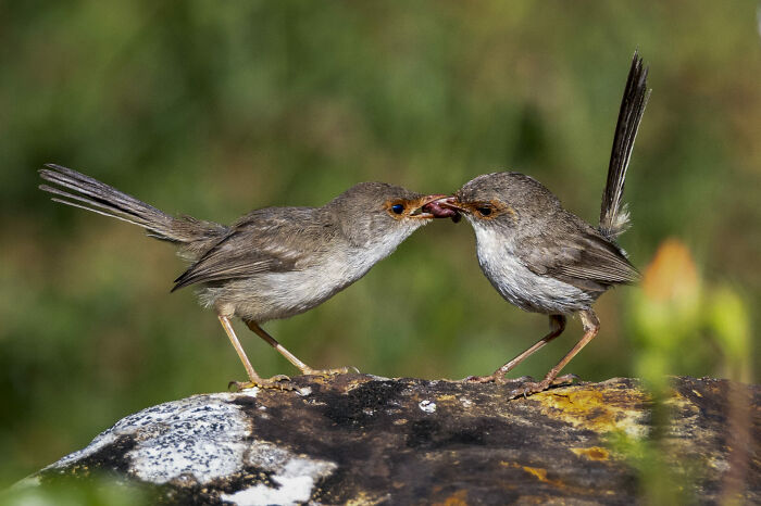 36 Incredible Bird Shots From The 2026 Academy Photo Awards 36 Incredible Bird Shots From The 2026 Academy Photo Awards