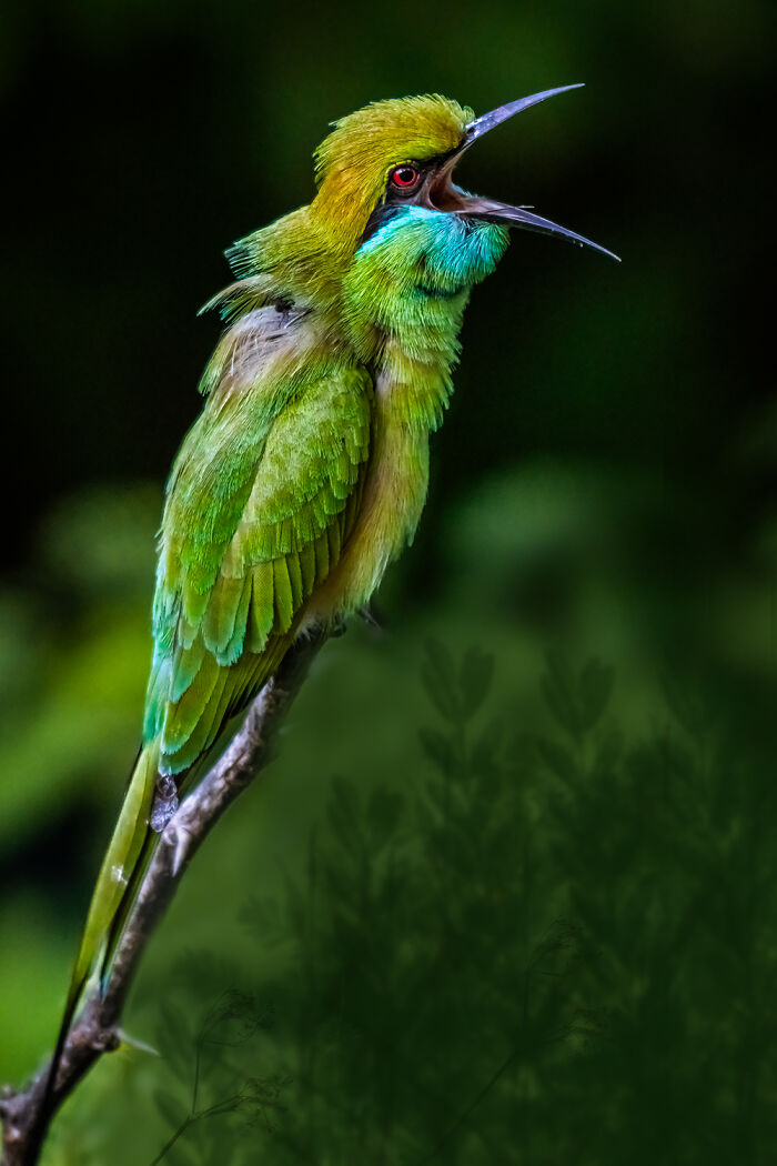 36 Incredible Bird Shots From The 2026 Academy Photo Awards 36 Incredible Bird Shots From The 2026 Academy Photo Awards
