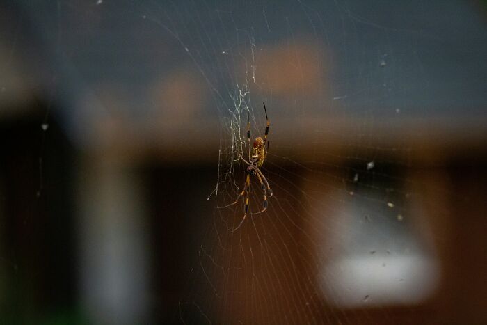 Tennis Ball-Sized Spiders Are About To Invade UK Homes And Here Is How To Keep Them Out