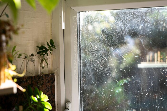 Tennis Ball-Sized Spiders Are About To Invade UK Homes And Here Is How To Keep Them Out