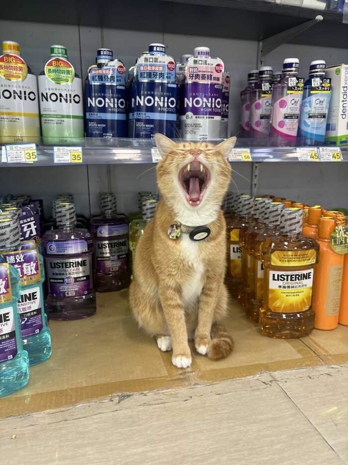 44 Hilarious Cats At Work Who Took Their Careers Very Seriously, As Shared By This Page