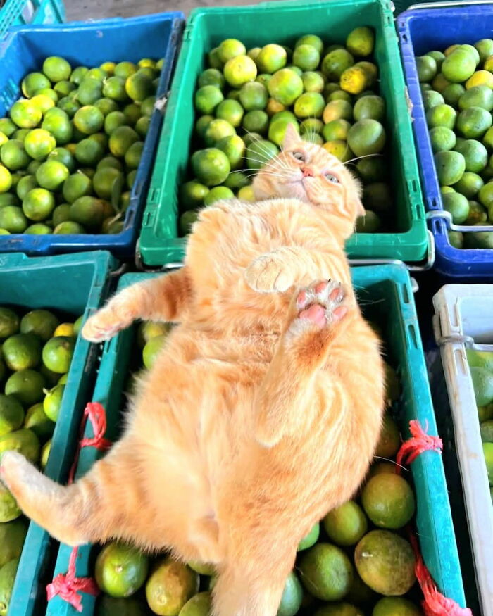 44 Hilarious Cats At Work Who Took Their Careers Very Seriously, As Shared By This Page