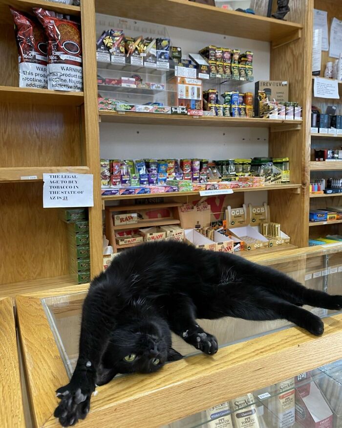 44 Hilarious Cats At Work Who Took Their Careers Very Seriously, As Shared By This Page
